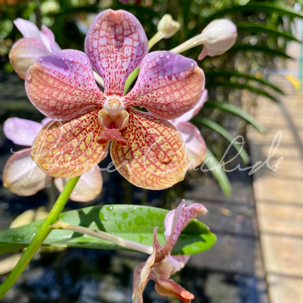 Vanda sanderiana-Boonchoo x denisoniana — Palmer Orchids